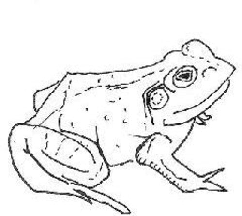Aoife O'Donovan: Bull Frogs Croon (and Other Songs) \ LP