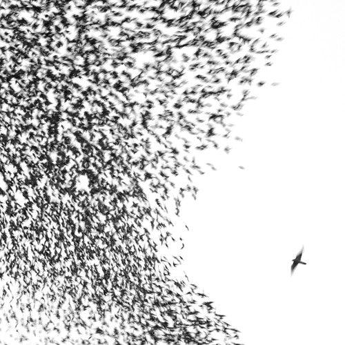 Wilco- Sky Blue Sky - VINYL