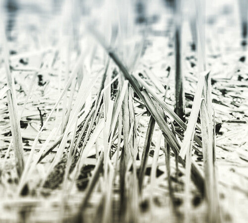 Scanner: An Ascent  \ CD