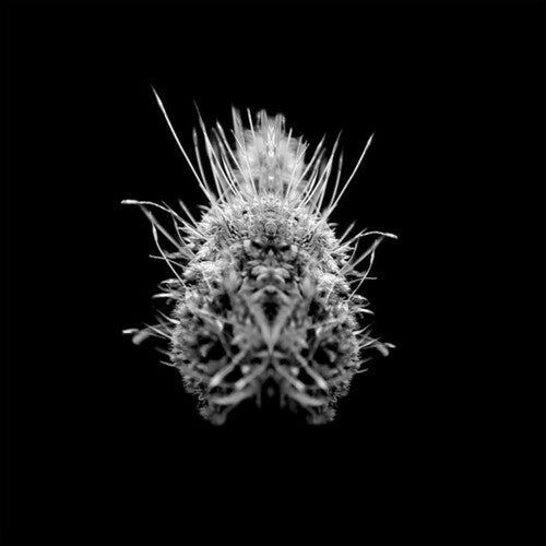 Selm: TiiiER / Post-Adrenaline \ LP