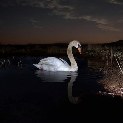 Ludwig Wandinger: Is Peace Wild? \ LP