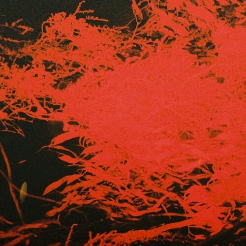 Anthony Naples: In Studio Magic \ LP